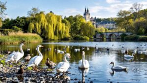 Balade à la découverte des oiseaux du Val de Saône : Visite guidée à Auxonne